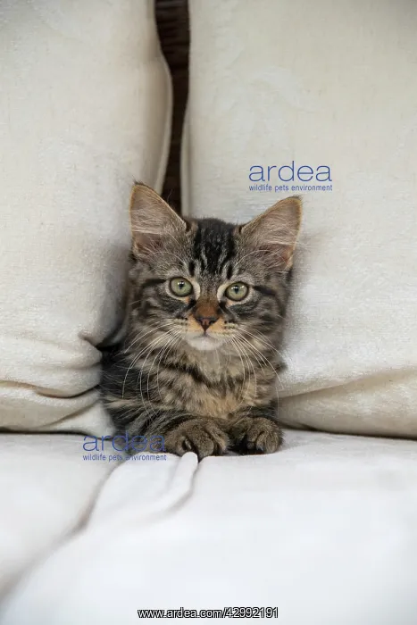: CAT. Brown tabby kitten ( 12 weeks old ) squeezing : CAT. Brown tabby kitten ( 12 weeks old ) squeezing