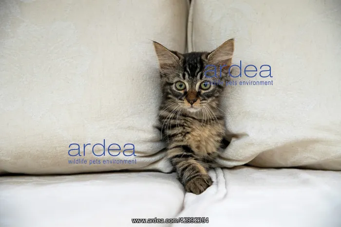 : CAT. Brown tabby kitten ( 12 weeks old ) squeezing : CAT. Brown tabby kitten ( 12 weeks old ) squeezing