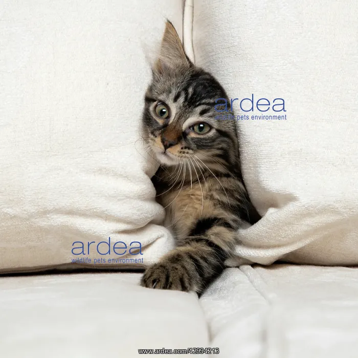 : CAT. Brown tabby kitten ( 12 weeks old ) squeezing : CAT. Brown tabby kitten ( 12 weeks old ) squeezing