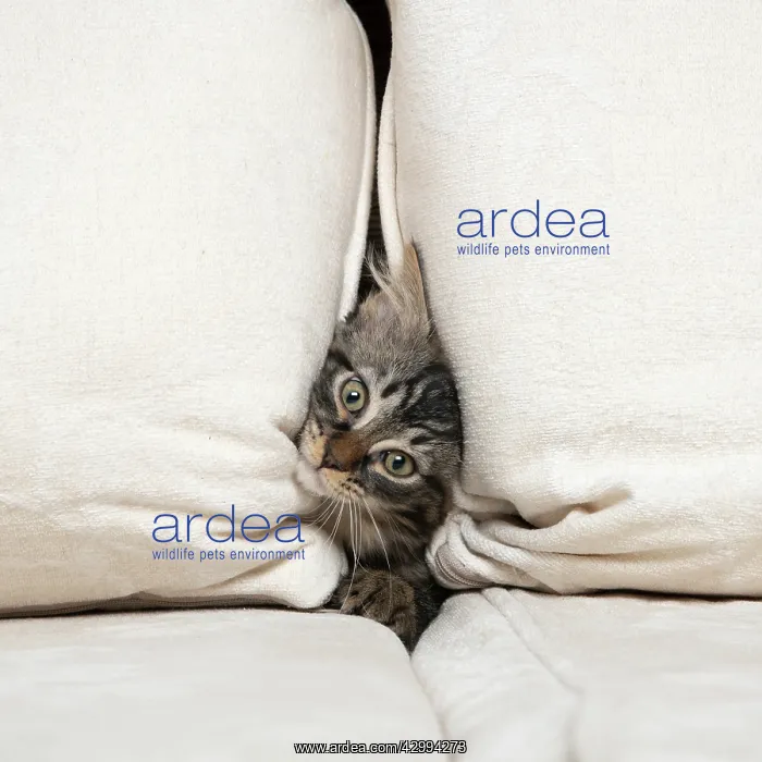 : CAT. Brown tabby kitten ( 12 weeks old ) squeezing : CAT. Brown tabby kitten ( 12 weeks old ) squeezing