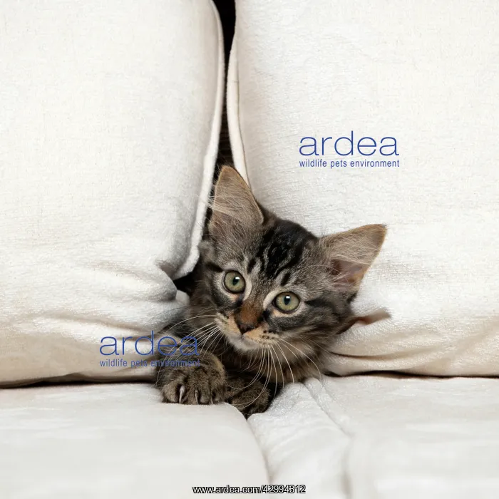 : CAT. Brown tabby kitten ( 12 weeks old ) squeezing : CAT. Brown tabby kitten ( 12 weeks old ) squeezing