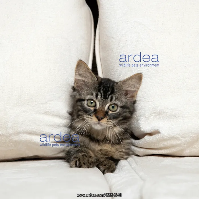 : CAT. Brown tabby kitten ( 12 weeks old ) squeezing : CAT. Brown tabby kitten ( 12 weeks old ) squeezing