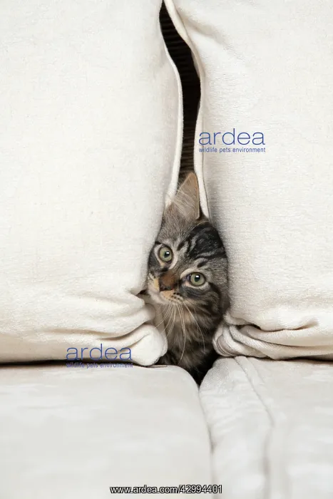 : CAT. Brown tabby kitten ( 12 weeks old ) squeezing : CAT. Brown tabby kitten ( 12 weeks old ) squeezing