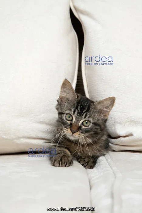 : CAT. Brown tabby kitten ( 12 weeks old ) squeezing : CAT. Brown tabby kitten ( 12 weeks old ) squeezing