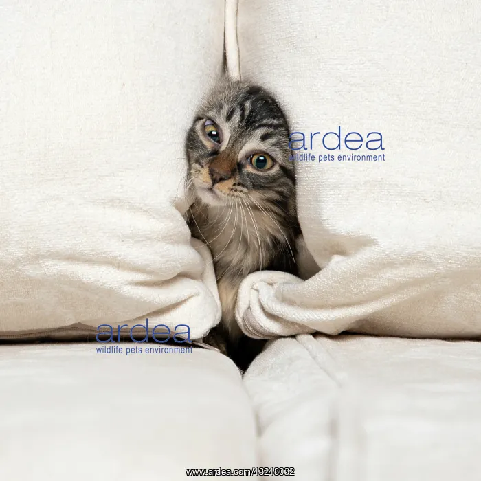 : CAT. Brown tabby kitten ( 12 weeks old ) squeezing : CAT. Brown tabby kitten ( 12 weeks old ) squeezing