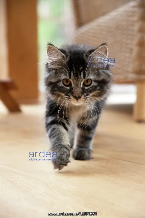 : CAT. Brown tabby kitten ( 12 weeks old ) walking : CAT. Brown tabby kitten ( 12 weeks old ) walking