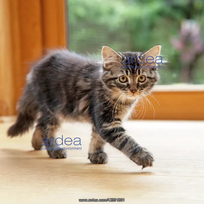: CAT. Brown tabby kitten ( 12 weeks old ) walking : CAT. Brown tabby kitten ( 12 weeks old ) walking