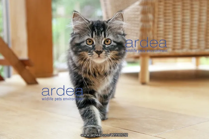 : CAT. Brown tabby kitten ( 12 weeks old ) walking : CAT. Brown tabby kitten ( 12 weeks old ) walking