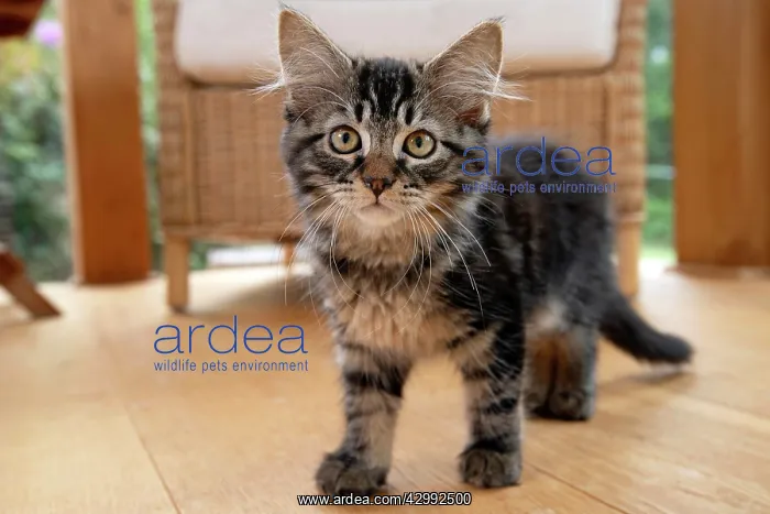 : CAT. Brown tabby kitten ( 12 weeks old ) walking : CAT. Brown tabby kitten ( 12 weeks old ) walking