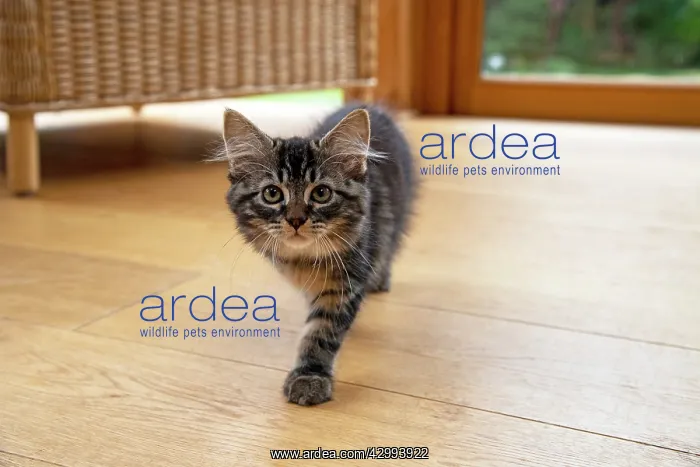 : CAT. Brown tabby kitten ( 12 weeks old ) walking : CAT. Brown tabby kitten ( 12 weeks old ) walking