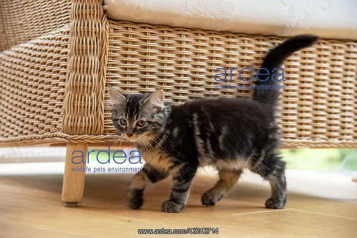 : CAT. Brown tabby kitten ( 12 weeks old ) walking : CAT. Brown tabby kitten ( 12 weeks old ) walking