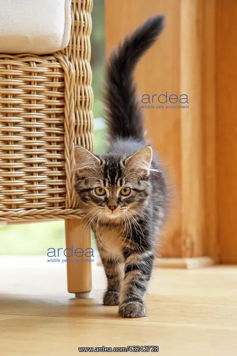 : CAT. Brown tabby kitten ( 12 weeks old ) walking : CAT. Brown tabby kitten ( 12 weeks old ) walking