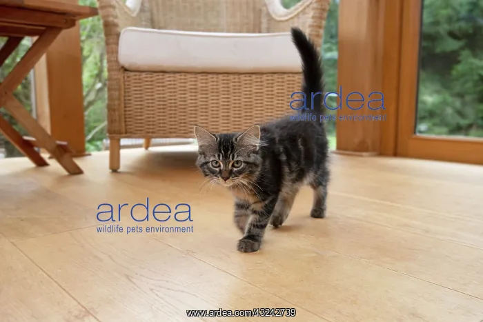 : CAT. Brown tabby kitten ( 12 weeks old ) walking : CAT. Brown tabby kitten ( 12 weeks old ) walking
