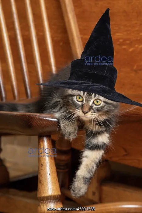 : CAT. Brown tabby kitten wearing a black witch hat : CAT. Brown tabby kitten wearing a black witch hat
