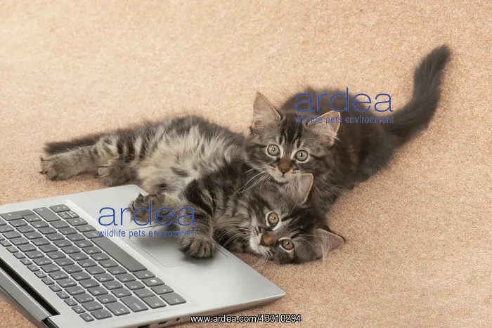 : CAT. brown tabby Kittens x2 ( 10 weeks old ) laying : CAT. brown tabby Kittens x2 ( 10 weeks old ) laying