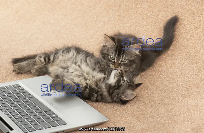 : CAT. brown tabby Kittens x2 ( 10 weeks old ) laying : CAT. brown tabby Kittens x2 ( 10 weeks old ) laying