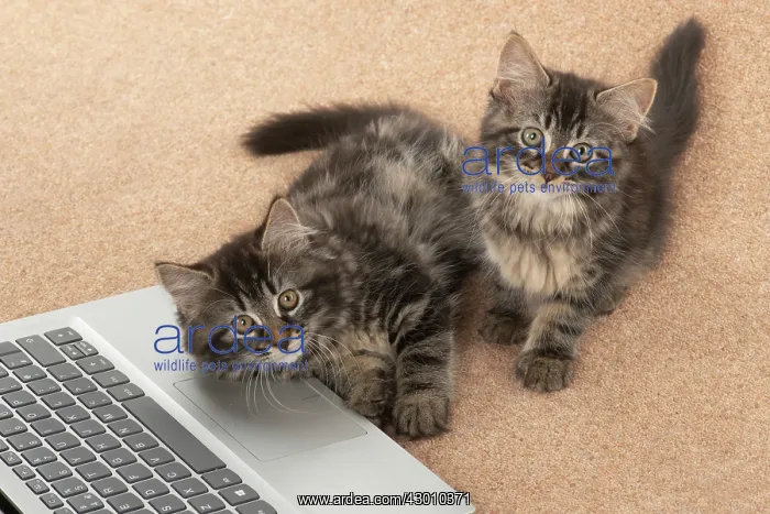  : CAT. brown tabby Kittens x2 ( 10 weeks old ) laying