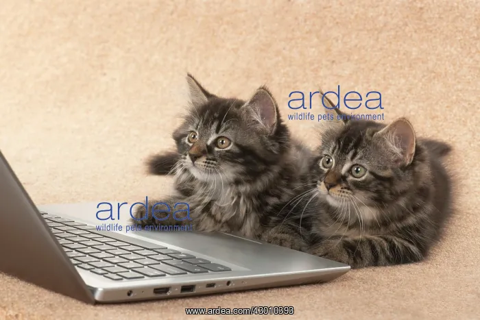  : CAT. brown tabby Kittens x2 ( 10 weeks old ) laying