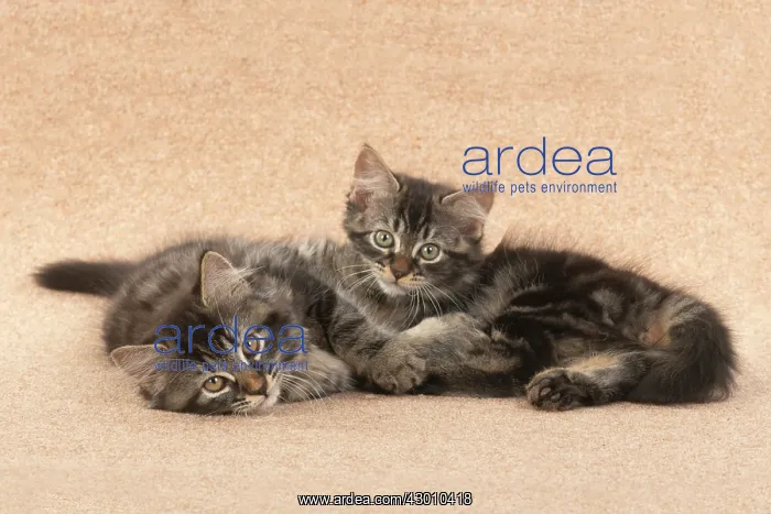 : CAT. brown tabby Kittens x2 ( 10 weeks old ) laying : CAT. brown tabby Kittens x2 ( 10 weeks old ) laying