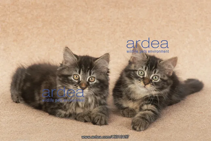 : CAT. brown tabby Kittens x2 ( 10 weeks old ) laying : CAT. brown tabby Kittens x2 ( 10 weeks old ) laying