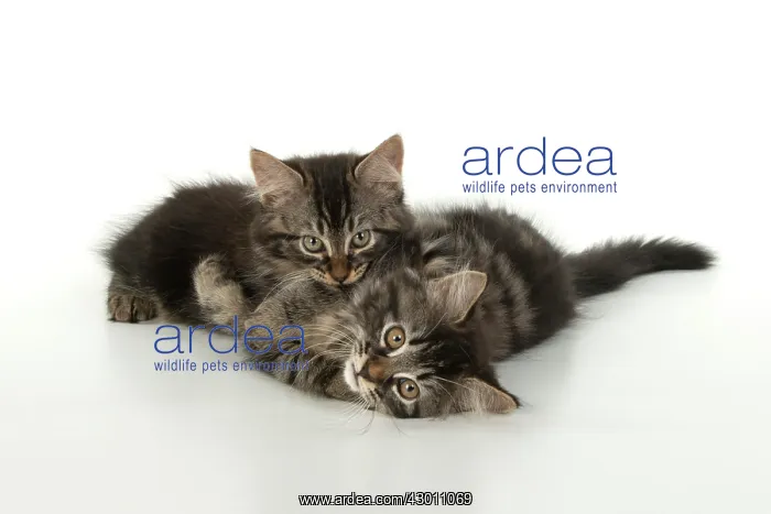 : CAT. brown tabby Kittens x2 ( 10 weeks old ) laying : CAT. brown tabby Kittens x2 ( 10 weeks old ) laying
