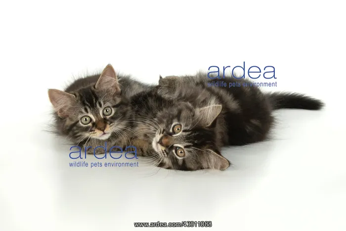 : CAT. brown tabby Kittens x2 ( 10 weeks old ) laying : CAT. brown tabby Kittens x2 ( 10 weeks old ) laying