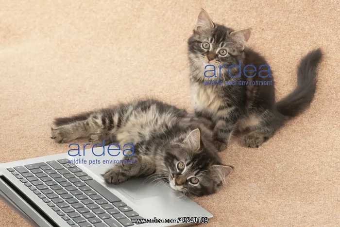 : CAT. brown tabby Kittens x2 ( 10 weeks old ) laying : CAT. brown tabby Kittens x2 ( 10 weeks old ) laying