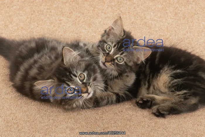 : CAT. brown tabby Kittens x2 ( 10 weeks old ) laying : CAT. brown tabby Kittens x2 ( 10 weeks old ) laying