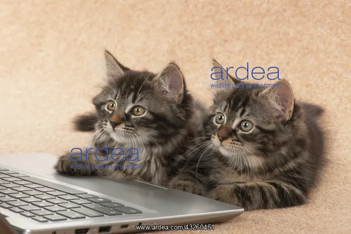 : CAT. brown tabby Kittens x2 ( 10 weeks old ) laying : CAT. brown tabby Kittens x2 ( 10 weeks old ) laying