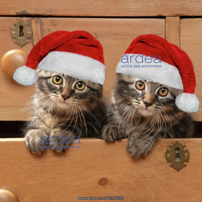 : CAT. Brown tabby kittens, x2 ( 12 weeks old ) sitting : CAT. Brown tabby kittens, x2 ( 12 weeks old ) sitting