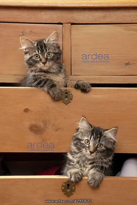 : CAT. Brown tabby kittens, x2 ( 12 weeks old ) sitting : CAT. Brown tabby kittens, x2 ( 12 weeks old ) sitting