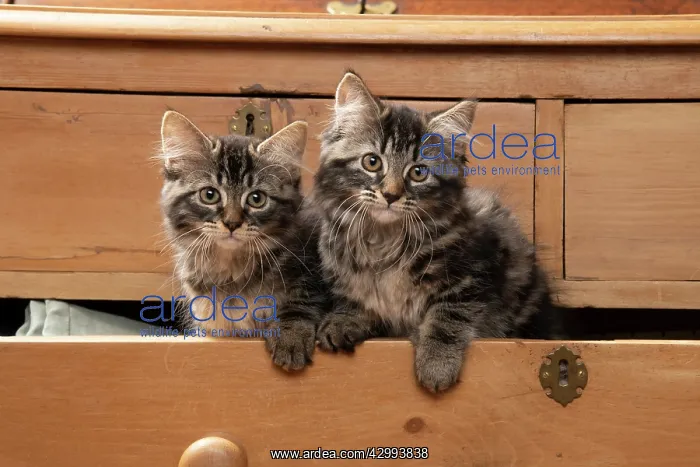 : CAT. Brown tabby kittens, x2 ( 12 weeks old ) sitting : CAT. Brown tabby kittens, x2 ( 12 weeks old ) sitting