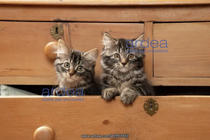 : CAT. Brown tabby kittens, x2 ( 12 weeks old ) sitting : CAT. Brown tabby kittens, x2 ( 12 weeks old ) sitting