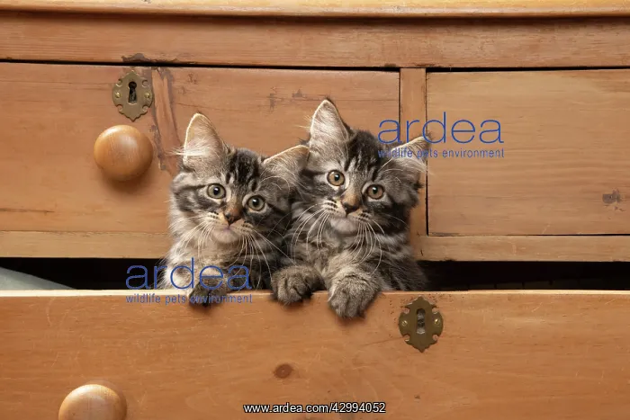 : CAT. Brown tabby kittens, x2 ( 12 weeks old ) sitting : CAT. Brown tabby kittens, x2 ( 12 weeks old ) sitting