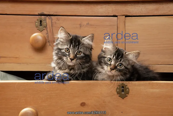 : CAT. Brown tabby kittens, x2 ( 12 weeks old ) sitting : CAT. Brown tabby kittens, x2 ( 12 weeks old ) sitting