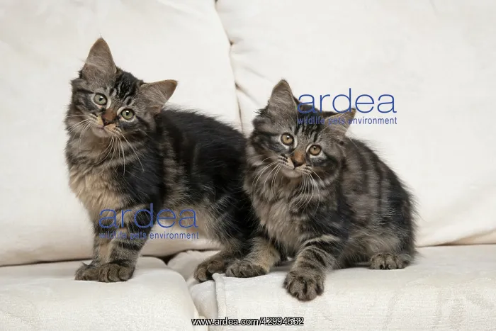 : CAT. Brown tabby kittens x2 ( 12 weeks old ) sitting : CAT. Brown tabby kittens x2 ( 12 weeks old ) sitting