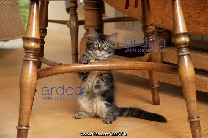 : CAT. Brown tabby kittens, x2 ( 12 weeks old ) sitting : CAT. Brown tabby kittens, x2 ( 12 weeks old ) sitting