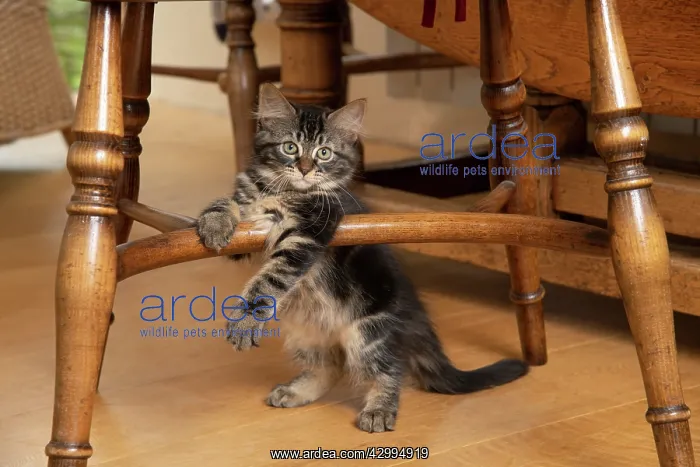 : CAT. Brown tabby kittens, x2 ( 12 weeks old ) sitting : CAT. Brown tabby kittens, x2 ( 12 weeks old ) sitting