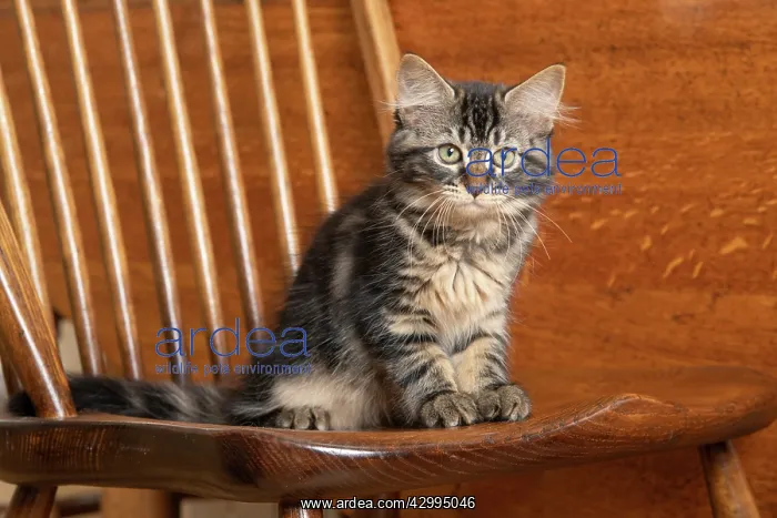 : CAT. Brown tabby kittens, x2 ( 12 weeks old ) sitting : CAT. Brown tabby kittens, x2 ( 12 weeks old ) sitting