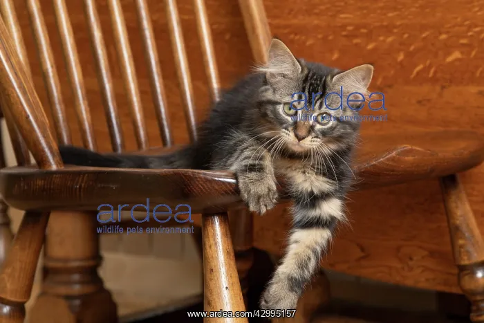 : CAT. Brown tabby kittens, x2 ( 12 weeks old ) sitting : CAT. Brown tabby kittens, x2 ( 12 weeks old ) sitting