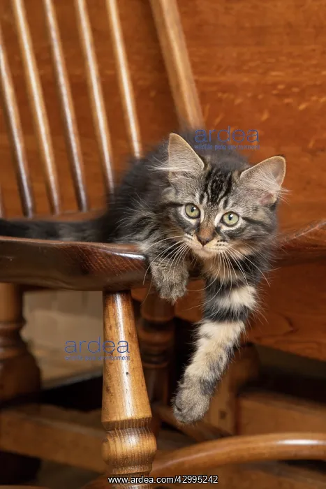 : CAT. Brown tabby kittens, x2 ( 12 weeks old ) sitting : CAT. Brown tabby kittens, x2 ( 12 weeks old ) sitting