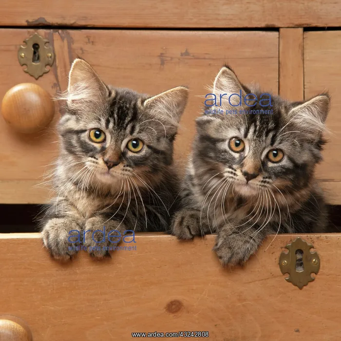 : CAT. Brown tabby kittens, x2 ( 12 weeks old ) sitting : CAT. Brown tabby kittens, x2 ( 12 weeks old ) sitting
