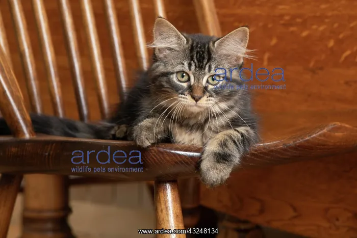 : CAT. Brown tabby kittens, x2 ( 12 weeks old ) sitting : CAT. Brown tabby kittens, x2 ( 12 weeks old ) sitting