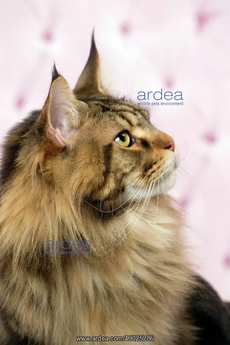 : Cat Brown Tabby Maine Coon