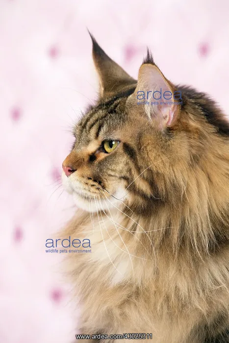  : Cat Brown Tabby Maine Coon