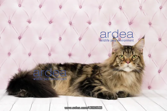  : Cat Brown Tabby Maine Coon