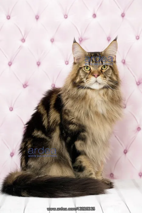  : Cat Brown Tabby Maine Coon