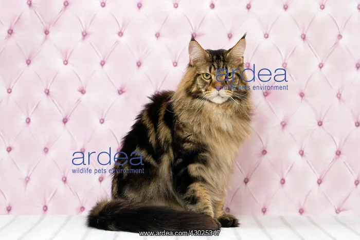  : Cat Brown Tabby Maine Coon