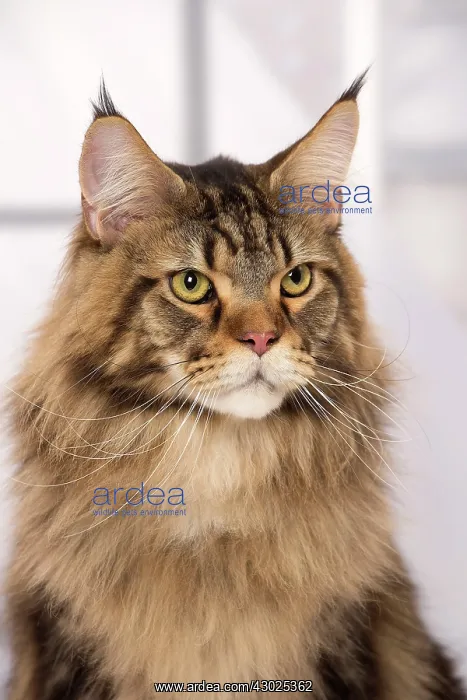  : Cat Brown Tabby Maine Coon
