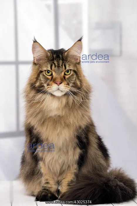  : Cat Brown Tabby Maine Coon